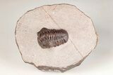 Red Austerops Trilobite - Hmar Laghdad, Morocco #204164-2